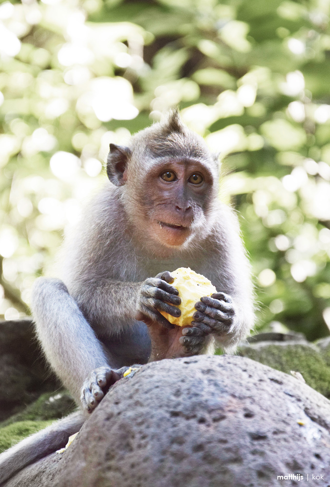 Monkey Forest, Bali | Photo by Matthijs Kok