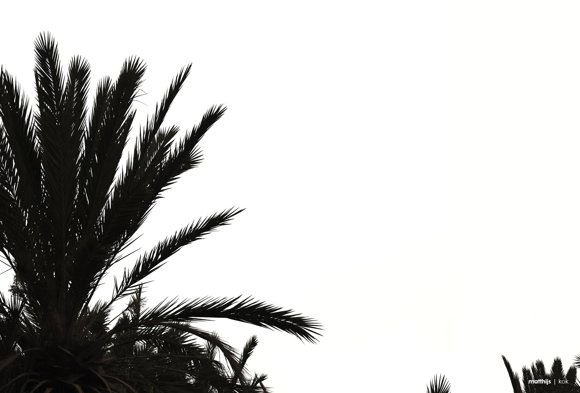 Palm, Morocco | Photo by Matthijs Kok