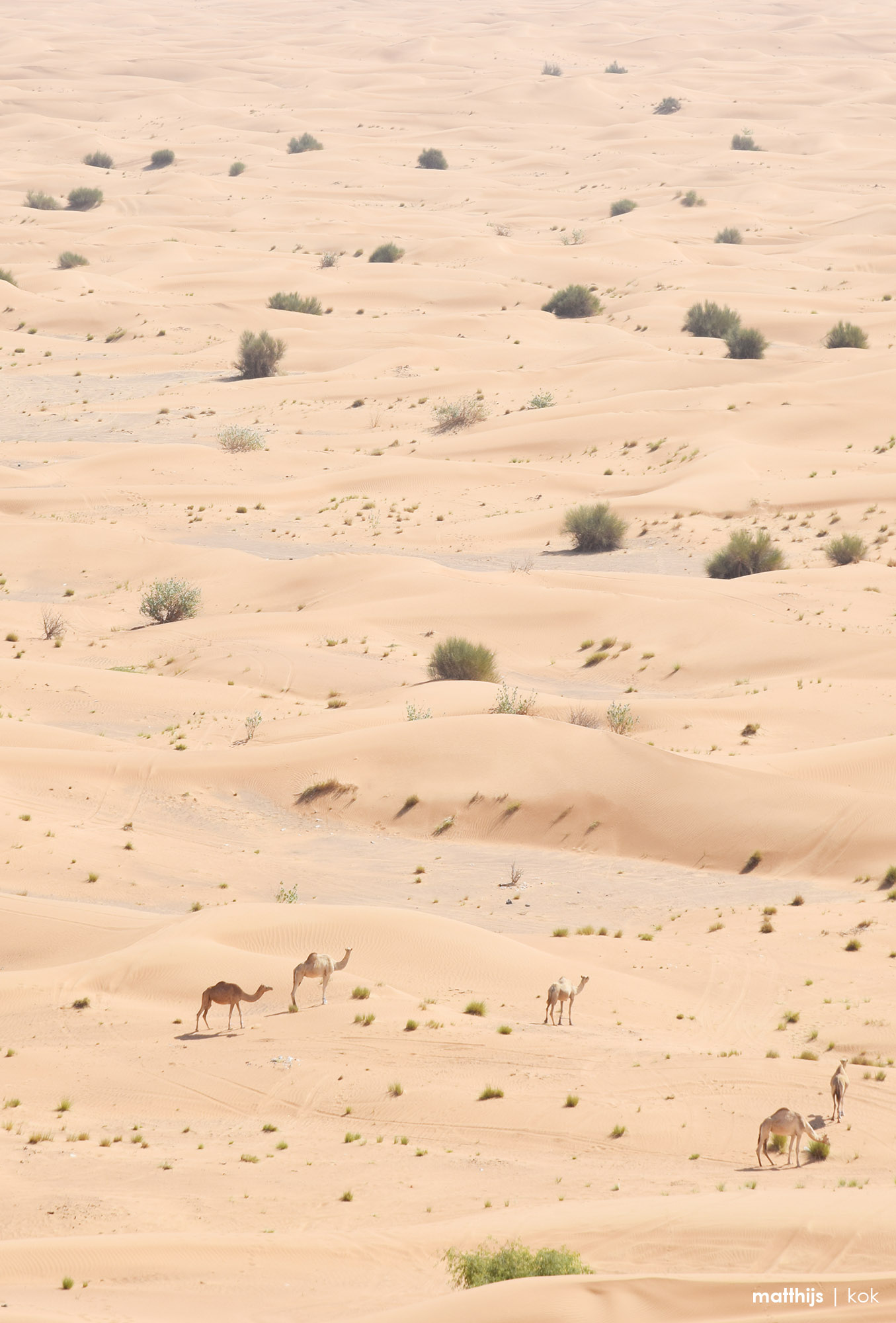 Dubai Desert, United Arab Emirates | Photo by Matthijs Kok