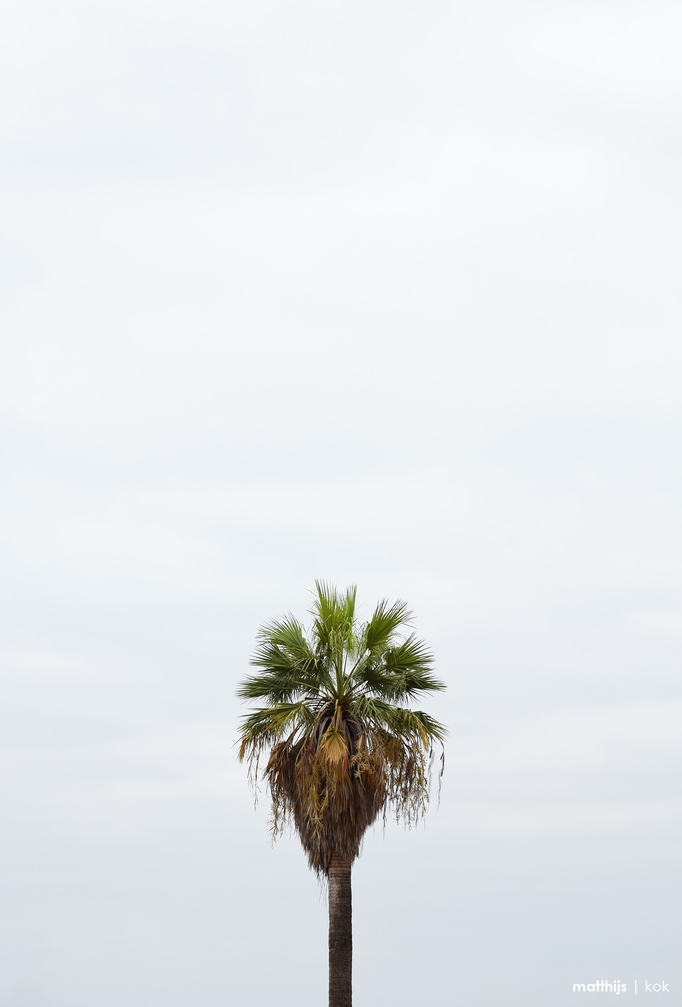 Palm, Alfama, Lisbon, Portugal | Photo by Matthijs Kok
