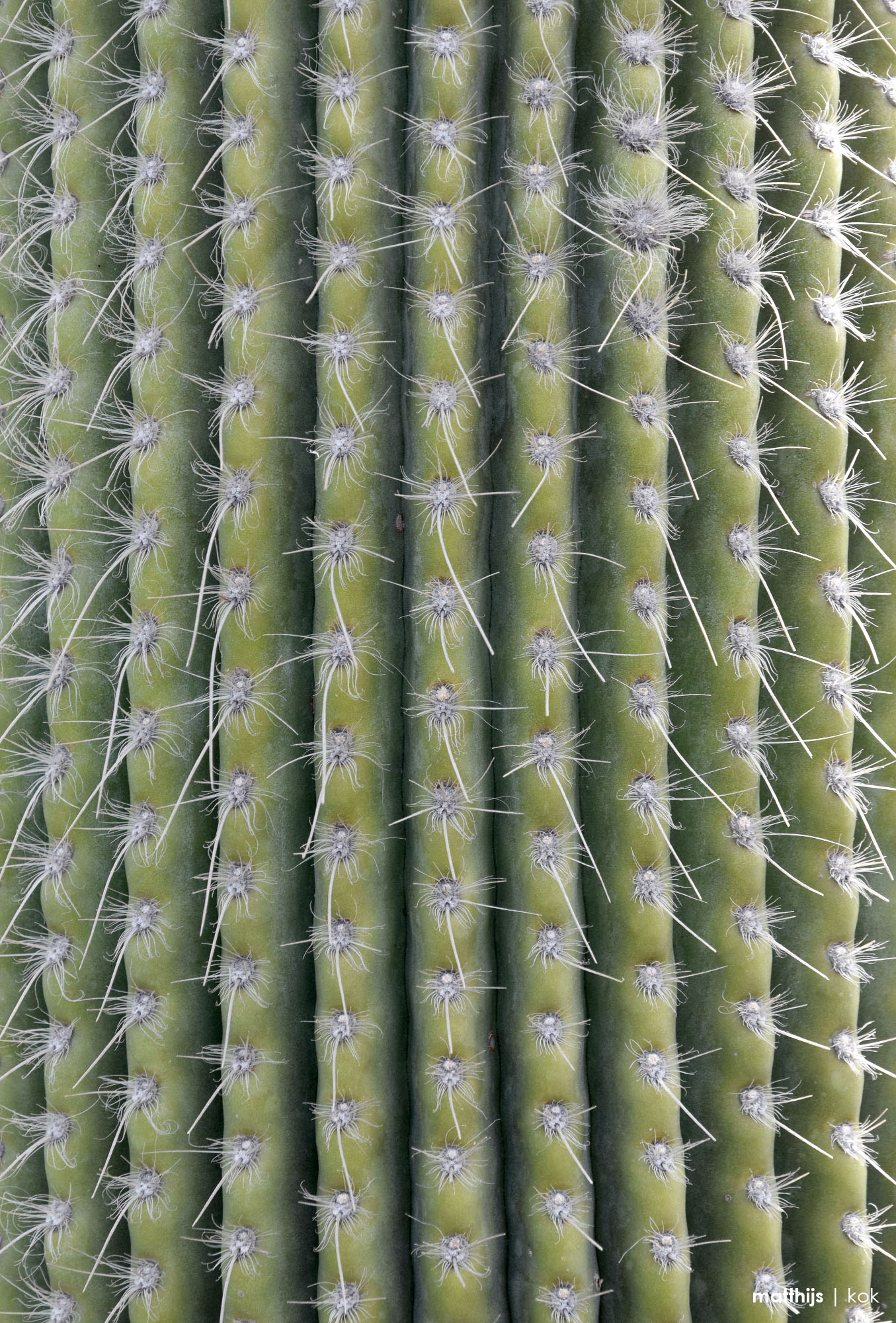 Jardín de Cactus, Lanzarote, Canary Islands, Spain | Photo by Matthijs Kok