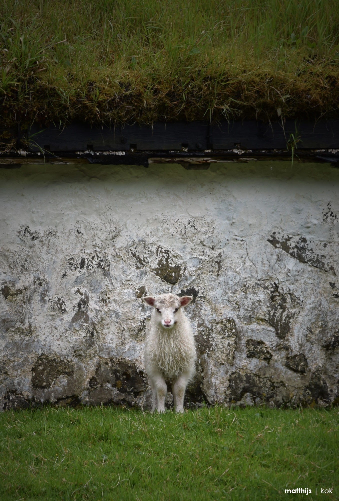 Lamb, Saksun, Faroe Islands | Photo by Matthijs Kok