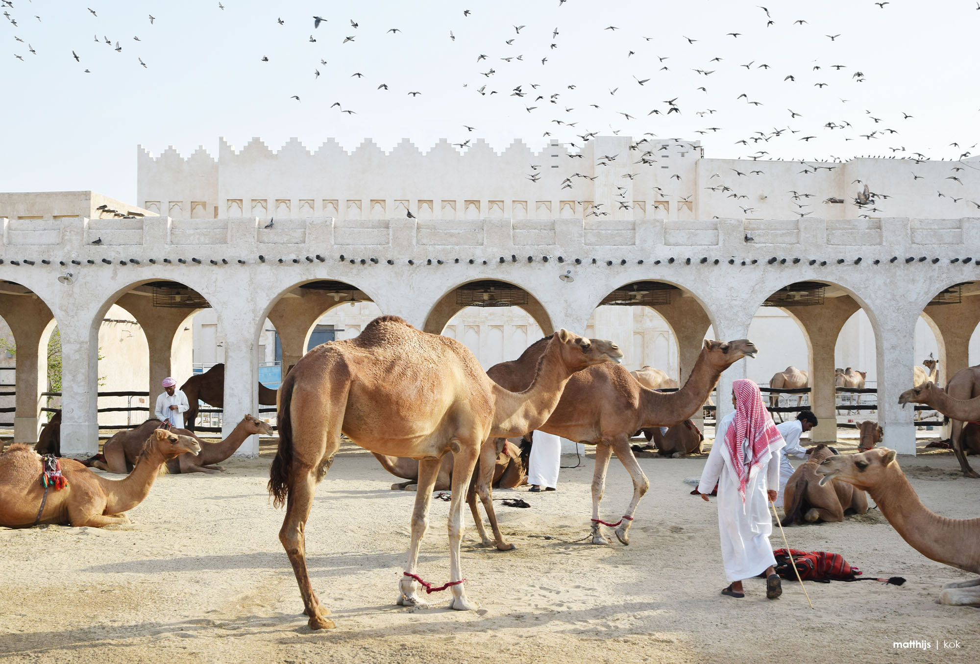 Camel Pen, Souq Waqif Doha, Qatar | Photo by Matthijs Kok